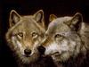 Gray Wolves (Canis lufus)