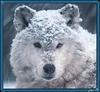 Wolves Calendar: Gray Wolf (Canis lufus)  - white one
