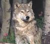 Wolves Calendar: Gray Wolf (Canis lufus)