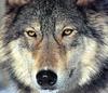 Yellowstone: Gray Wolf (Canis lufus)  face