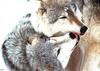 Yellowstone: Gray Wolf (Canis lufus)  kiss