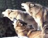 Yellowstone: Gray Wolf (Canis lufus)  pack howls