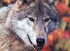 Yellowstone: Gray Wolf (Canis lufus)  face