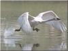 Tundra Swan (Cygnus columbianus)  takes off