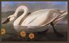 [Animal Art] Audubon - Common American Swan aka Tundra Swan (Cygnus columbianus)