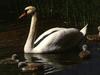 Mute Swan (Cygnus olor)  - cygnets