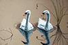 [Animal Art] Mute Swan (Cygnus olor)  pair