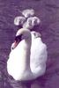 Mute Swan (Cygnus olor)  chicks following mom