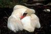 Mute Swan (Cygnus olor)  in nest