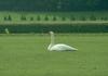 Mute Swan (Cygnus olor)  sitting on grass