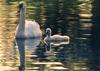 Mute Swan (Cygnus olor)  - mom and chick (gosling)