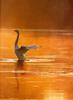 Mute Swan (Cygnus olor)  - flapping