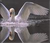 Mute Swan (Cygnus olor)  flapping