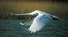 Mute Swan (Cygnus olor)  in flight