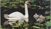 Mute Swans (Cygnus olor)  - family picnic