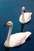 Whooper Swan (Cygnus cygnus)  - pair
