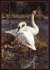 [Animal Art] Carl Brenders - Trumpeter Swan (Cygnus buccinator)  pair