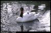 Black-necked Swan (Cygnus melanocoryphus)  cygnet on mom's back