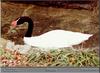 Black-necked Swan (Cygnus melanocoryphus)  - Jackson Zoological Park