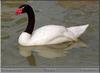 Black-necked Swan (Cygnus melanocoryphus)  - Birmingham Zoo