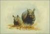 [Animal Art] Black Rhinoceros (Diceros bicornis)  : rhinos mom and calf