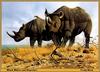 [Animal Art] Black Rhinoceros (Diceros bicornis)  and Oxpecker by Craig Bone