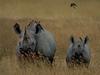 Black Rhinoceros (Diceros bicornis)  and red-billed oxpeckers