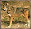 Coyote (Canis latrans)