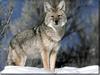 Coyote (Canis latrans)  on snow