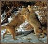 Coyote (Canis latrans)  wrestling coyotes