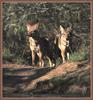 Coyote (Canis latrans)  : coyotes pair