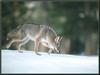 Coyote (Canis latrans)  on snow