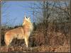 Coyote (Canis latrans)  howling