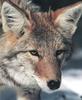 Coyote (Canis latrans)  face