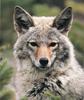 Coyote (Canis latrans)  face