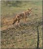 Coyote (Canis latrans)  up hill