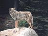 Coyote (Canis latrans)  rock stander