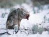Coyote (Canis latrans)  aggressive snarling