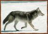 Coyote (Canis latrans)  snow
