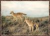 Coyote (Canis latrans)  : coyotes pair