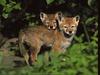 Coyote (Canis latrans)  : coyotes pups