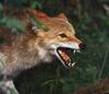 Coyote (Canis latrans)  snarls