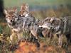 Coyote (Canis latrans)  : coyotes pack