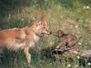 Coyote (Canis latrans)  mom and lovely pup