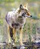 Coyote (Canis latrans)  portrait