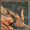 Southwestern Coyote (Canis latrans)  : Photo by Jeff Foott