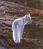 Arctic Fox (Alopex lagopus)