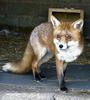 European Red Fox (Vulpes vulpes) - Cookie