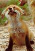 European Red Fox (Vulpes vulpes) pup