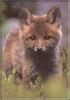 European Red Fox (Vulpes vulpes) pup
